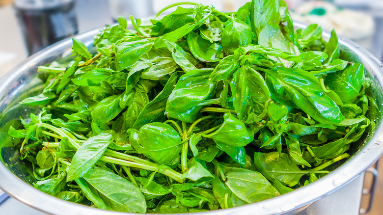 Freshly washed salad in bowl 