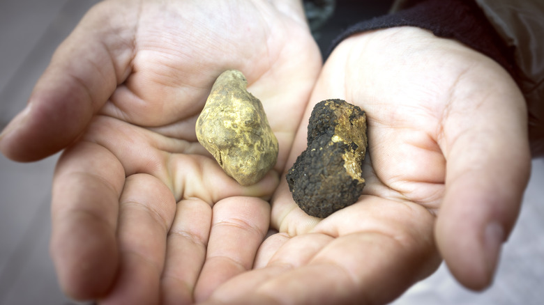 hands holding black white truffles