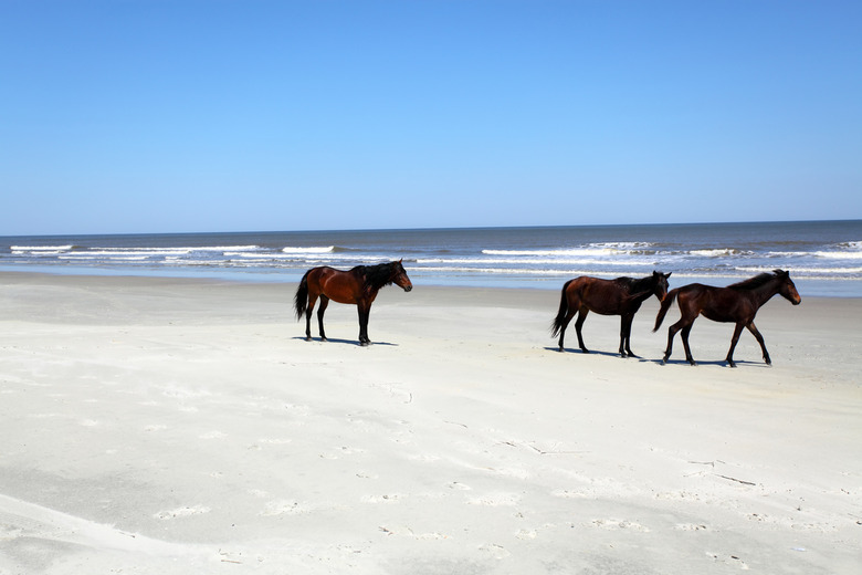 Cumberland Island (Camden County, Ga.)