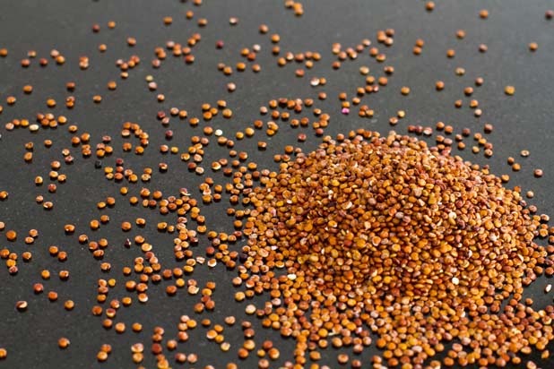 Sorghum