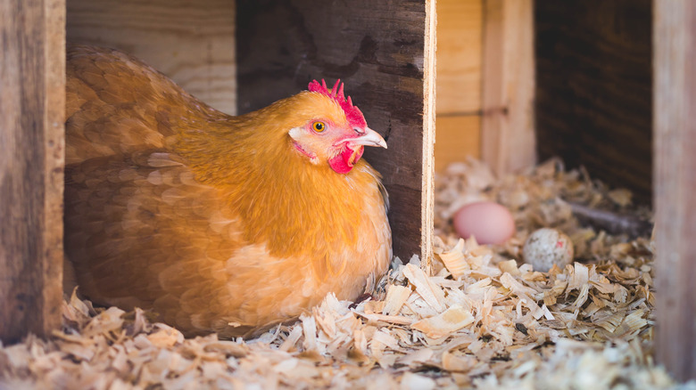 egg hen in coop