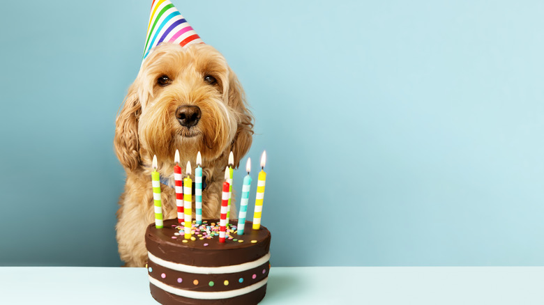 Dog with birthday cake and hat 