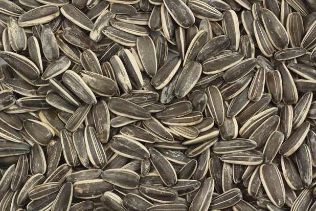 Sunflower Seeds