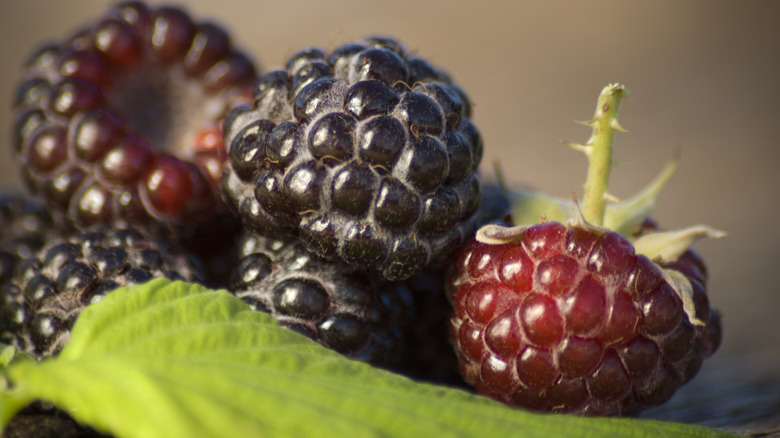 Black raspberries