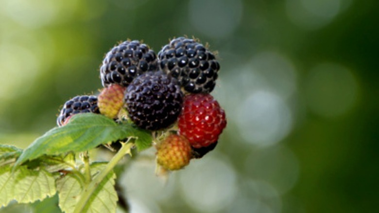 Black raspberry cluster