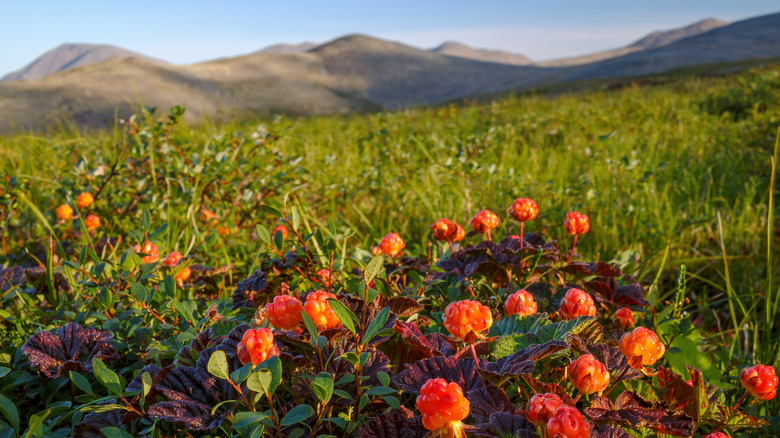 wild cloudberries in a field