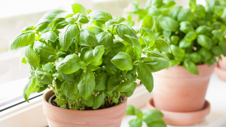 fresh basil in a pot