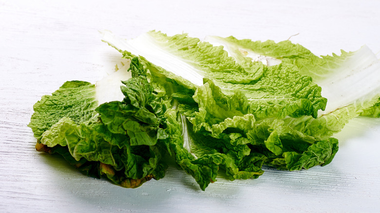 mix of fresh and wilted lettuce leaves