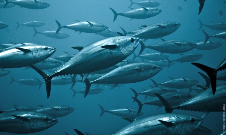 tuna