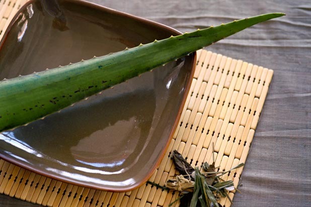 Aloe Plants Should Always Be Kept in the Kitchen to Treat Burns: MYTH