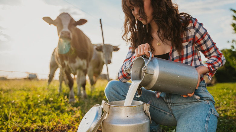 milk on the farm with cows