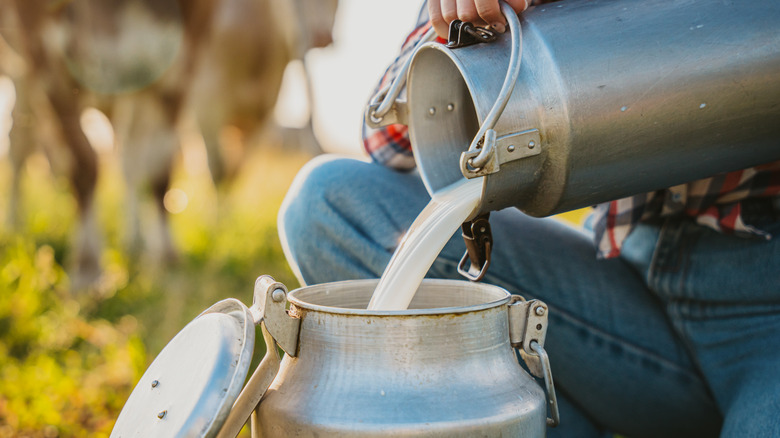 milk from a farm being poured into a metal container