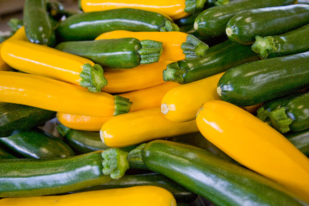 Virus-Resistant Squash