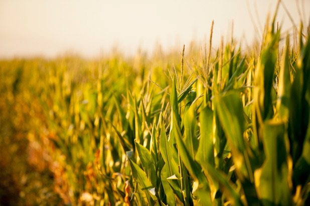 Drought-Tolerant Corn