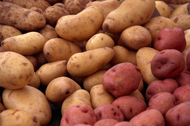 Blight-Resistant Potatoes