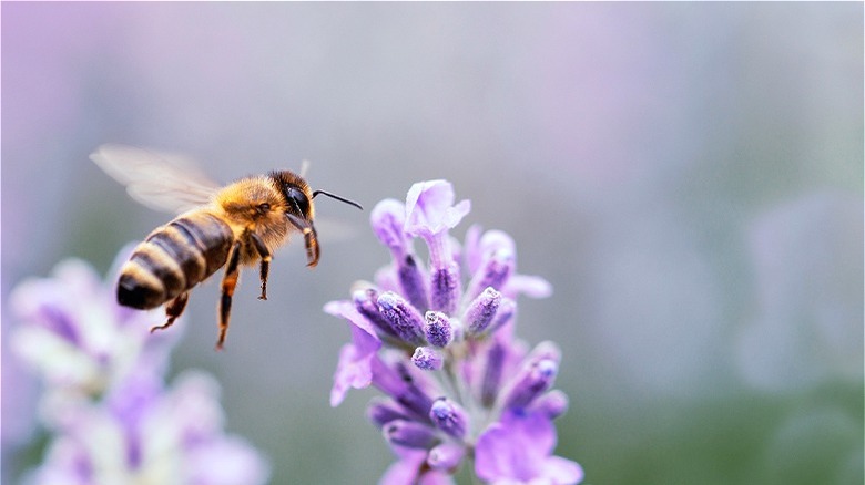 Honeybee flying near purple flower