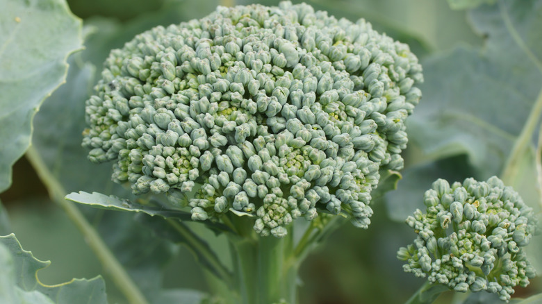 Close up of broccolini florets