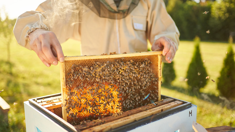 Beekeeper with a honeycomb