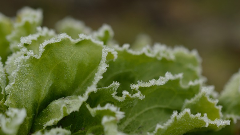 Freezing leafy greens