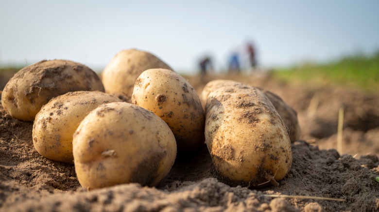 Potatoes in dirt