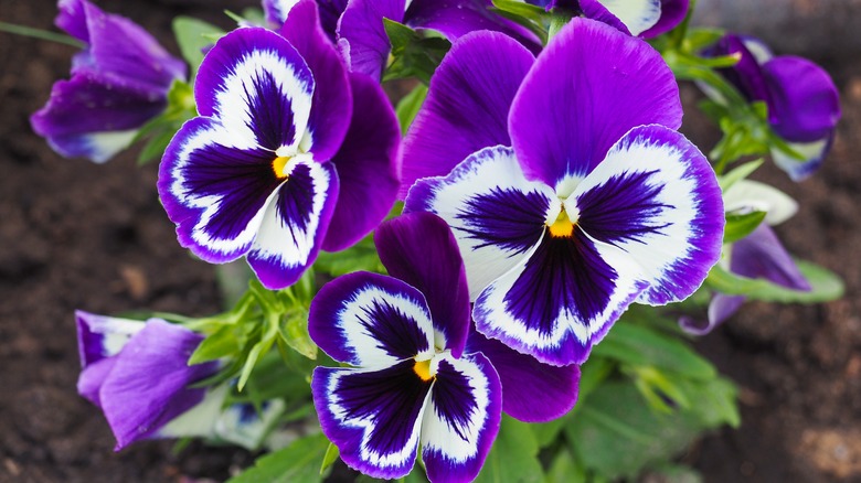 Can You Really Eat Pansies From The Garden?