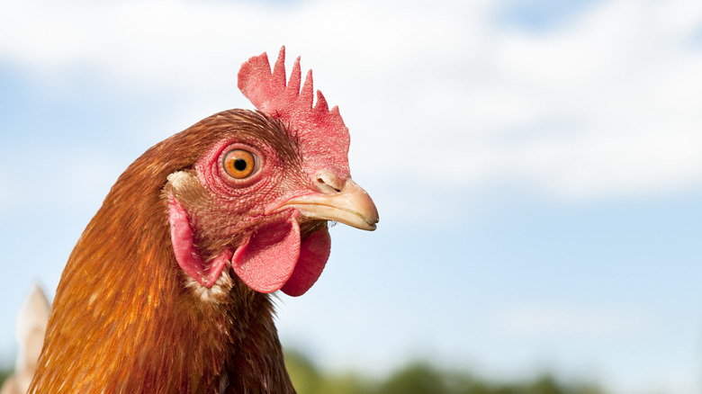 A chicken's head in profile