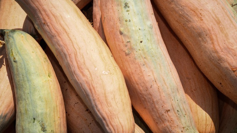 North Georgia candy roaster squash