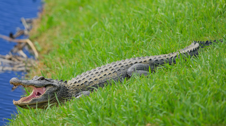 An alligator sunning itself on the bank