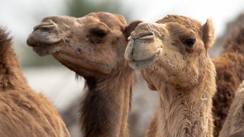 two camels