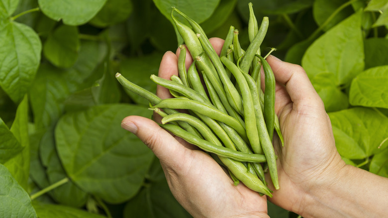 hands holding green beans