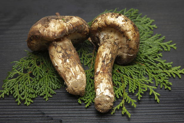 Matsutake Mushrooms