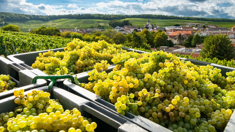 boxes of harvested wine grapes