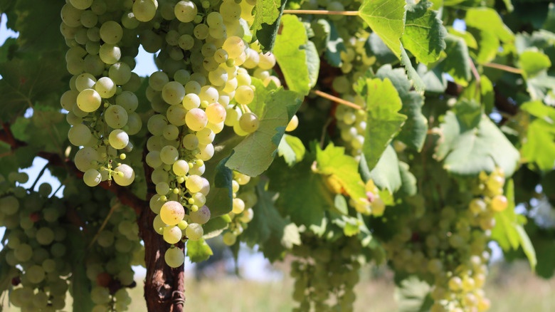 hanging glera grapes on the vine