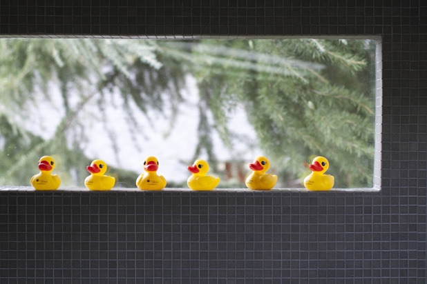 Ducks in the Bathroom