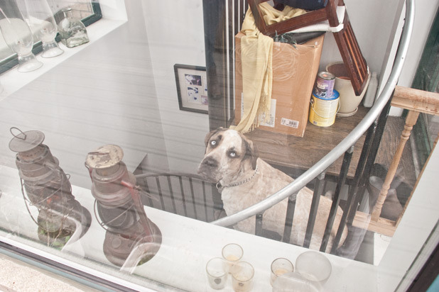 Riley on the Stairs