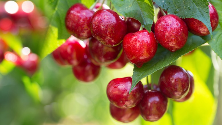 cherries growing on a tree