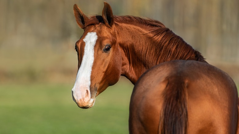 brown and white horse