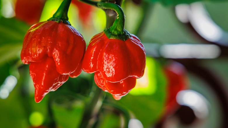 scorpion peppers on vine