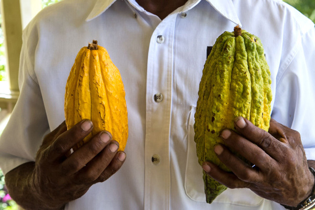 1. First, harvest ripe cocoa pods