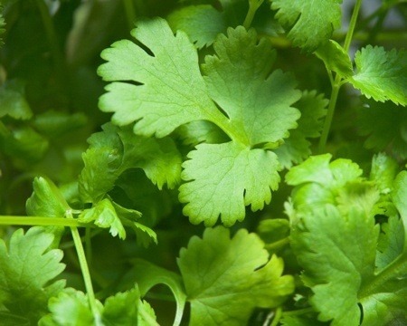 Cilantro