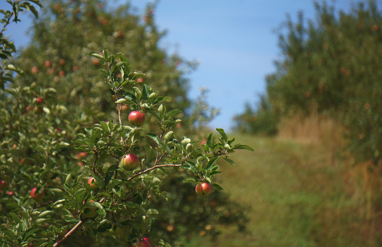 Got Apples? 