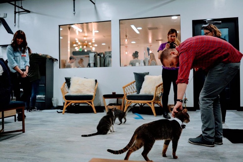 Cat Cafe Lounge (Los Angeles, California)