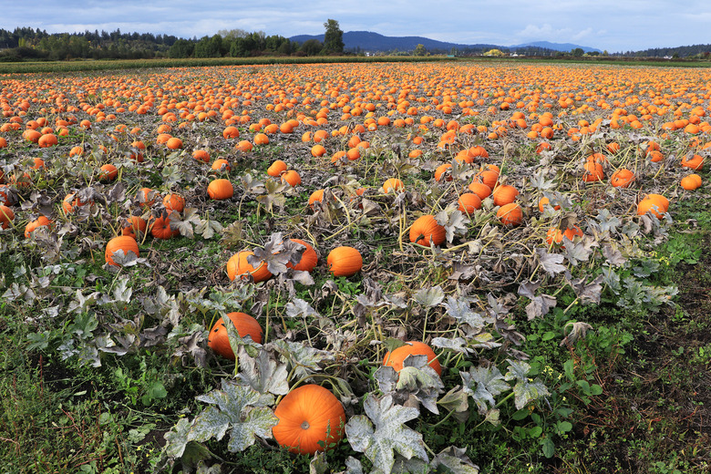 The pumpkins are grown in Illinois