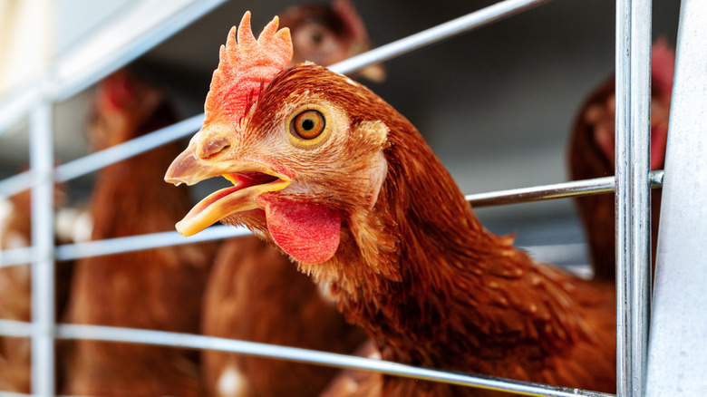 Closeup of an egg-laying hen on a farm