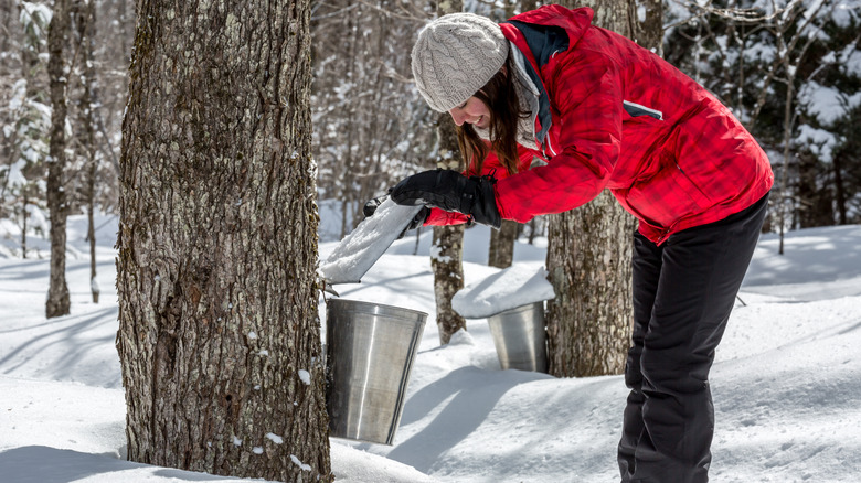 collecting sap