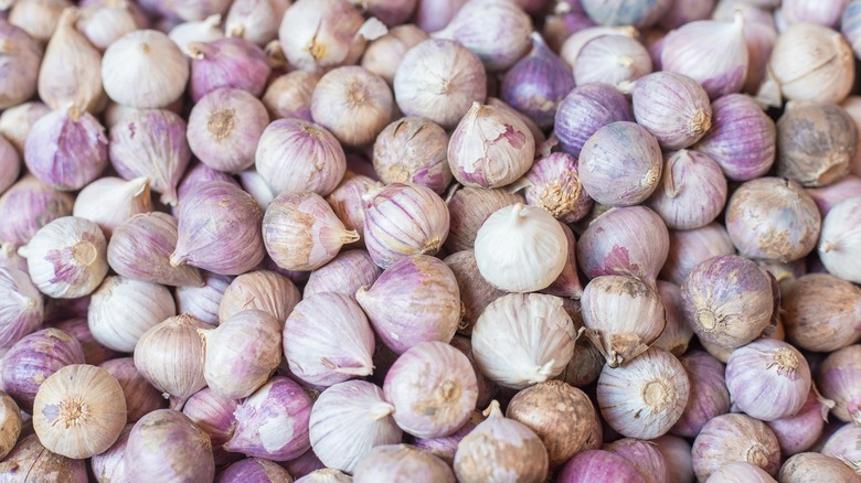 Close up of garlic 