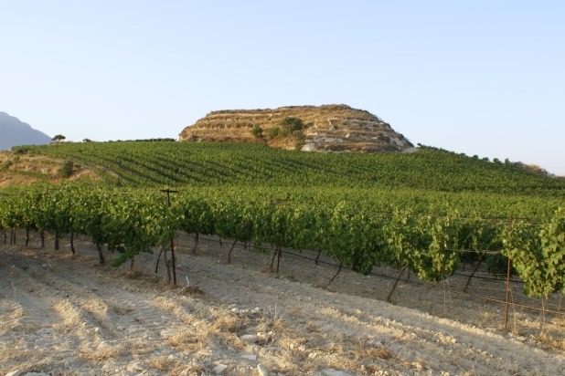 Zacharioudakis' Vineyard