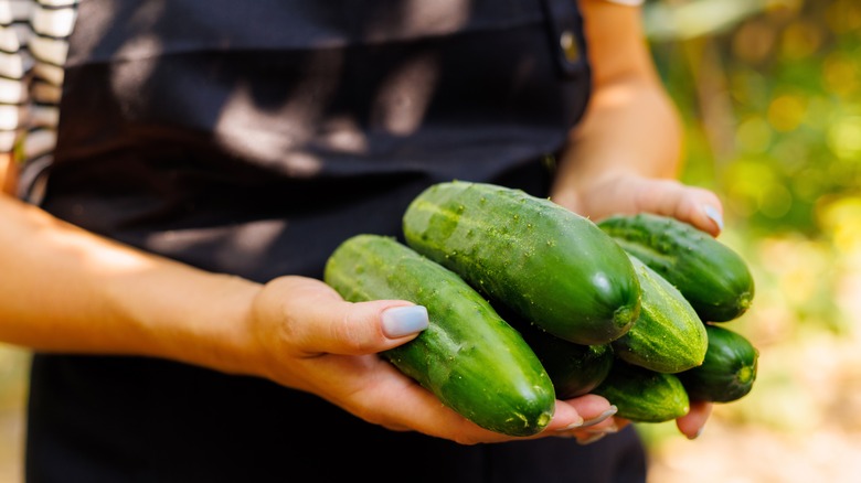 cucumbers in cupped hands