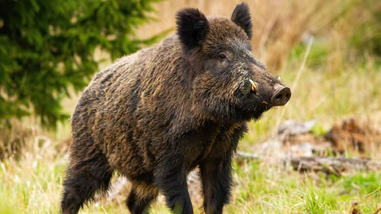 wild boar in grass