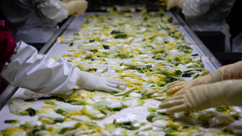 Food workers making kimchi